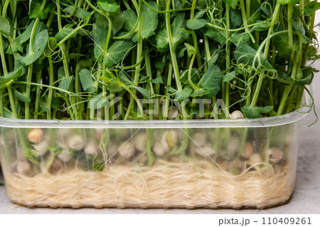 Perfect for illustrating articles on nutrition, eco-friendly lifestyles 110409261