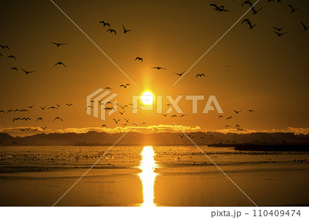 日の出とガン 110409474