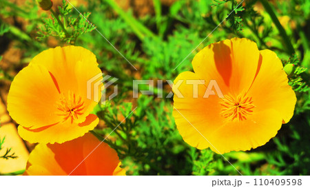 ハナビシソウの花の風景 ハナビシソウの花の風景 110409598