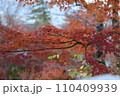 もみじの紅葉の美 110409939