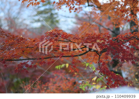 もみじの紅葉の美 110409939