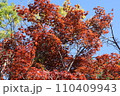 晴れた日の紅葉はキレイ 110409943