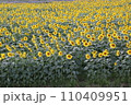 秋のひまわり畑の様子 110409951