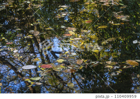 池の水面に浮かぶマツ落葉と紅葉した葉 池の水面に浮かぶマツ落葉と紅葉した葉 110409959
