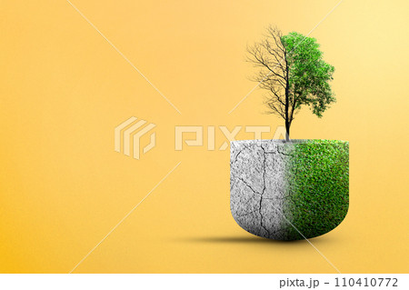 The difference between drought trees to growing trees on the ground 110410772