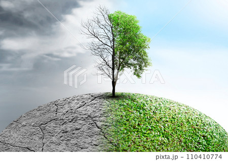 The difference between drought trees to growing trees on the ground with different sky The difference between drought trees to growing trees on the ground with different sky 110410774