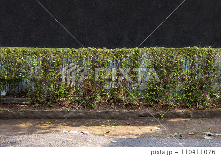 Green bush in the garden 110411076