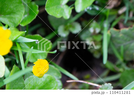 Flower kaluga. yellow spring flowers. A field of yellow flowers with green leaves and one has a black bug on it. High quality photo 110411281