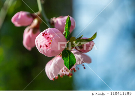 Beautiful Pink Sakura flowers, cherry blossom during springtime against blue sky, toned image with sun leak . High quality photo 110411299