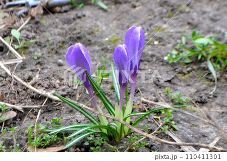 Nature photography white snowdrop flowers. Flowers with white buds on a landscape meadow. High quality photo 110411301