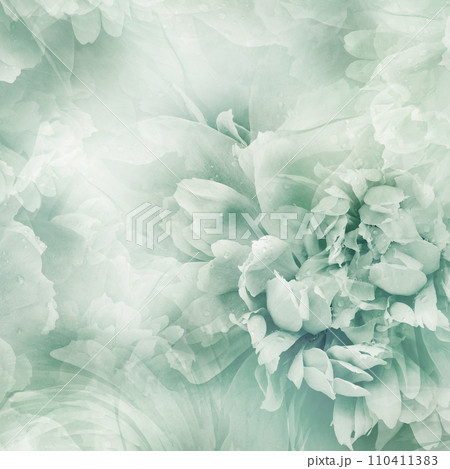 Green  peony  flowers  and petals peonies   Floral background.  Close-up. Nature. 110411383