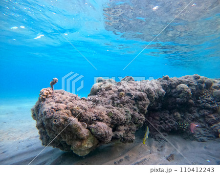 Blackspotted rubberlip fish or plectorhinchus gaterinus at coral reef.. 110412243