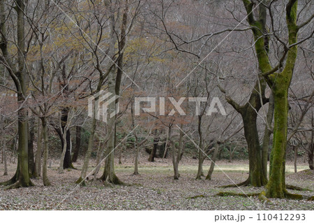 1月の公園 1月の公園 110412293
