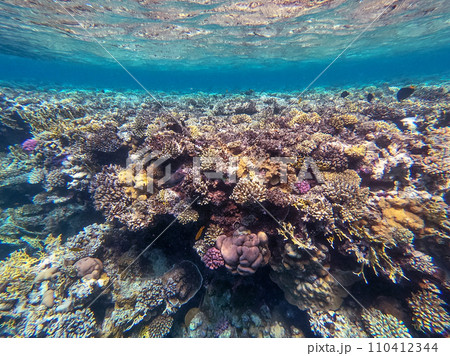 Underwater life of reef with corals and tropical fish. Coral Reef at the Red Sea, Egypt. Underwater life of reef with corals and tropical fish. Coral Reef at the Red Sea, Egypt. 110412344
