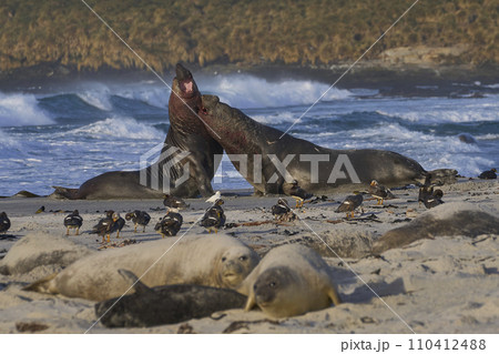 Southern Elephant Seals fighting 110412488