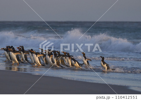 Gentoo Penguins leave the sea 110412551