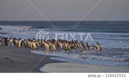 Gentoo Penguins leave the sea 110412553