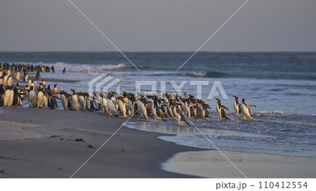 Gentoo Penguins leave the sea 110412554