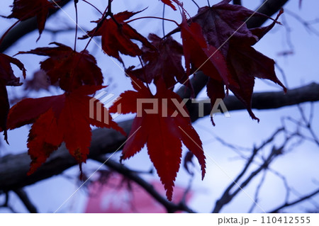 秋の終わりの真っ赤な紅葉 110412555