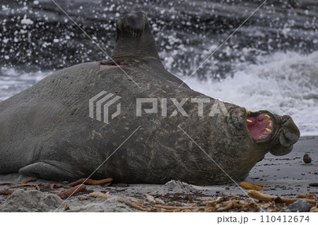 Male Southern Elephant Seal being pestered by a Tussacbird Male Southern Elephant Seal being pestered by a Tussacbird 110412674