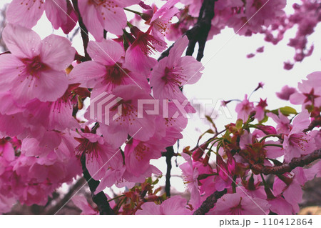 桜の花とぼやけた空 桜の花とぼやけた空 110412864