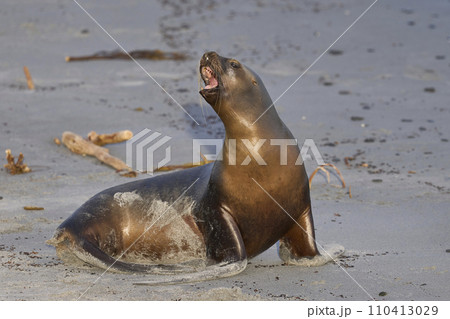 Southern Sea Lion 110413029