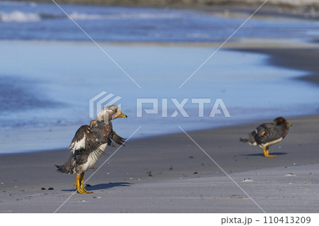 Falkland Steamer Duck 110413209