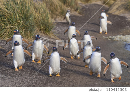 Gentoo Penguins on the move 110413308