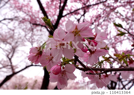 東アジアに咲いているピンク色の桜の花 110413364