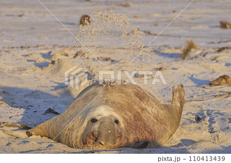 Male Southern Elephant Seal Male Southern Elephant Seal 110413439