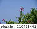 青空に映える花 110413442