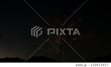 星空に枝が伸びる 110413917