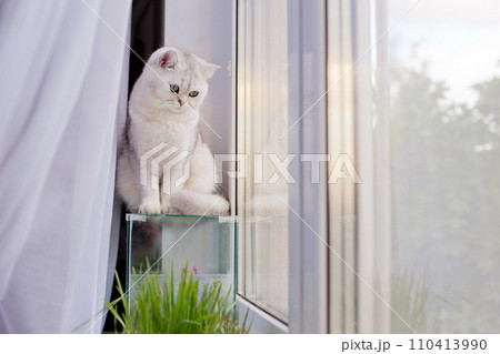 Cute white british short hair cat sitting on an empty glass aquarium look at the window Cute white british short hair cat sitting on an empty glass aquarium look at the window 110413990