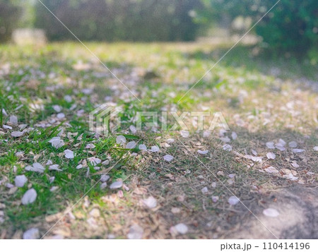桜花道 桜花道 110414196