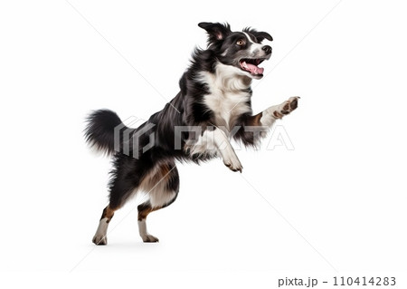 Black and white border collie jumping, isolated on white background. AI generated Black and white border collie jumping, isolated on white background. AI generated 110414283