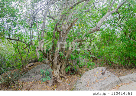 Rocky trail on Chamundi Hills, Mysore, India 110414361