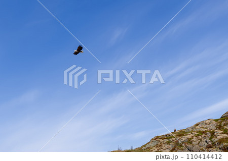 An eagle soars in the expansive blue sky above a rocky hillside, captured at the Lofoten in Norway An eagle soars in the expansive blue sky above a rocky hillside, captured at the Lofoten in Norway 110414412