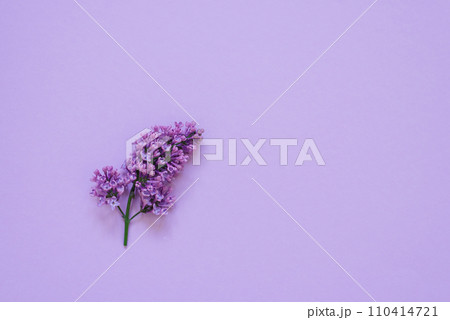 Sprig of lilac flowers on a colored background. Monochrome postcard with flowers for my mother, Valentine's day or spring has come Sprig of lilac flowers on a colored background. Monochrome postcard with flowers for my mother, Valentine's day or spring has come 110414721