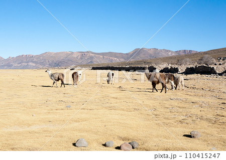 Bolivian llama breeding,Bolivia Bolivian llama breeding,Bolivia 110415247