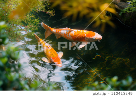 錦鯉複数匹　鯉 110415249