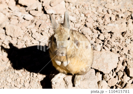 Southern viscacha close up,Bolivia Southern viscacha close up,Bolivia 110415781