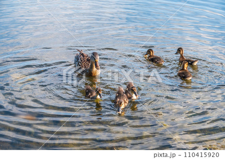A family of ducks, a duck and its little ducklings are swimming in the water. The duck takes care of its newborn ducklings. Mallard, lat. Anas platyrhynchos 110415920