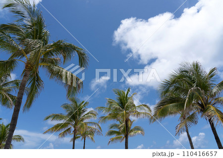青空に向かって伸びるパームツリー 110416657
