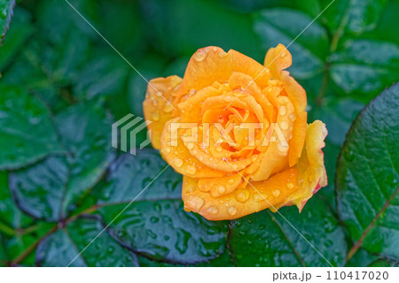 Yellow rose Yellow rose 110417020