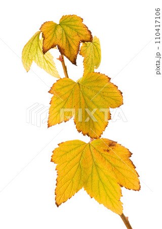Autumn leaves Autumn leaves 110417106