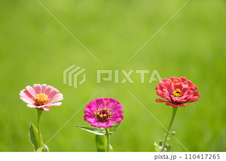 Zinnias 110417265