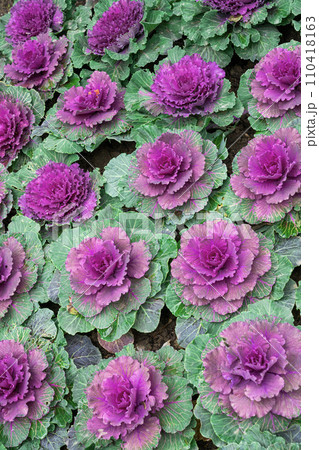 decorative cabbage in a flower bed close-up decorative cabbage in a flower bed close-up 110418163