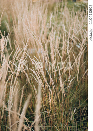Abstract natural background of soft plants Cortaderia selloana. Pampas grass on a blurry bokeh, Dry reeds boho style. Fluffy stems of tall grass in winter Abstract natural background of soft plants Cortaderia selloana. Pampas grass on a blurry bokeh, Dry reeds boho style. Fluffy stems of tall grass in winter 110418602