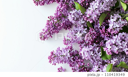 Sprig of fragrant lilacs on white background. Minimalistic design. Copy space Sprig of fragrant lilacs on white background. Minimalistic design. Copy space 110419349