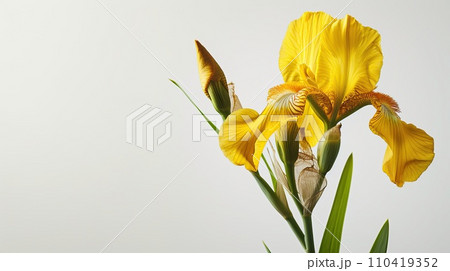 Single yellow elegant iris on white background. Minimalistic design. Copy space Single yellow elegant iris on white background. Minimalistic design. Copy space 110419352